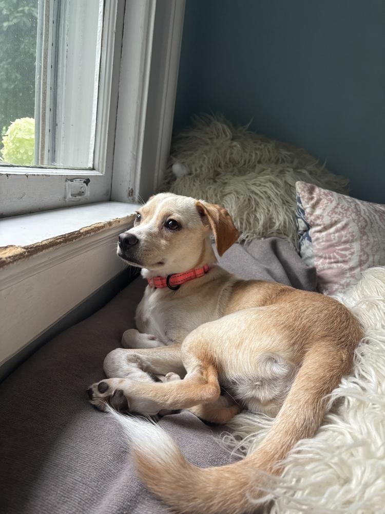 Snug, a Adopted mixed breed in Manhattan, NY image 4/4