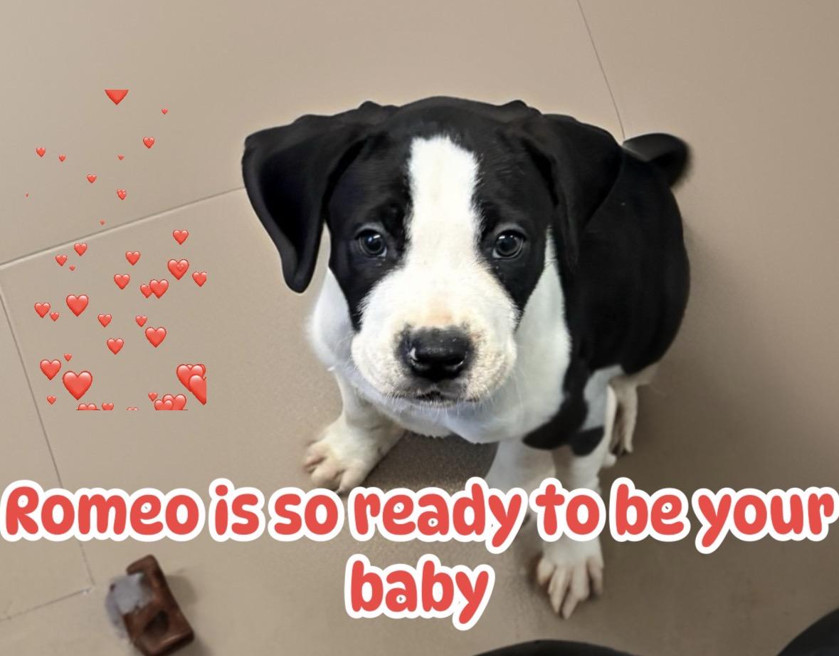 Romeo, ADOPTABLE, Puppy Male Boxer.