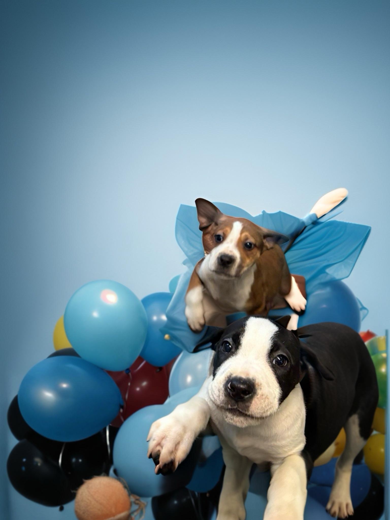 Enlarge Romeo, a ADOPTABLE mixed breed in Woodbury, NJ image 3/4