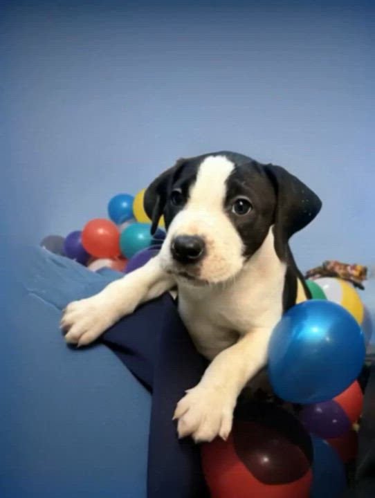 Enlarge Romeo, a ADOPTABLE mixed breed in Woodbury, NJ video 4/4