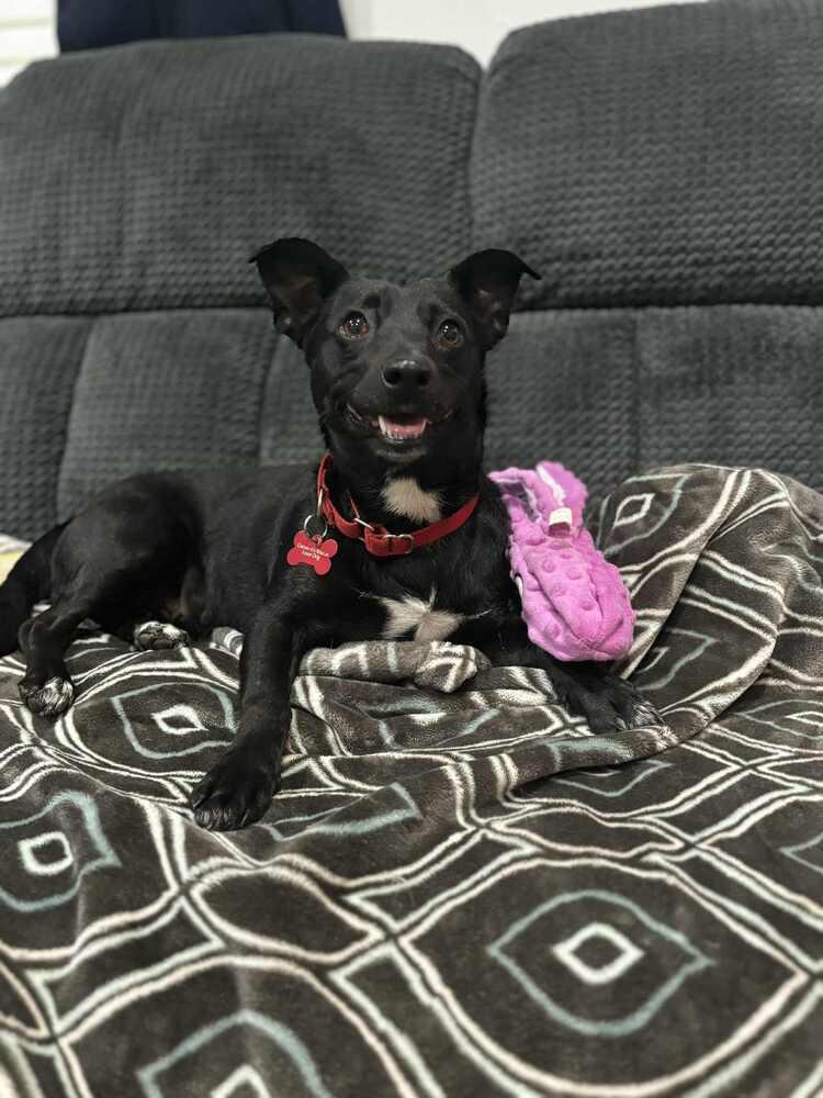 OREO, Adoptable, Adult Female Chihuahua & Dachshund.