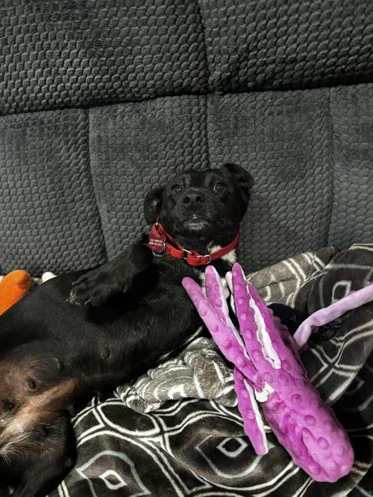 Enlarge OREO, a Adoptable mixed breed in Dutton, VA image 2/2