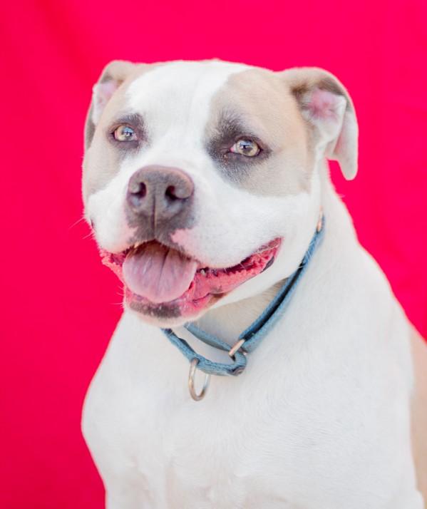 Enlarge CLYDE, a Adoptable American Staffordshire Terrier in Tracy, CA image 1/1