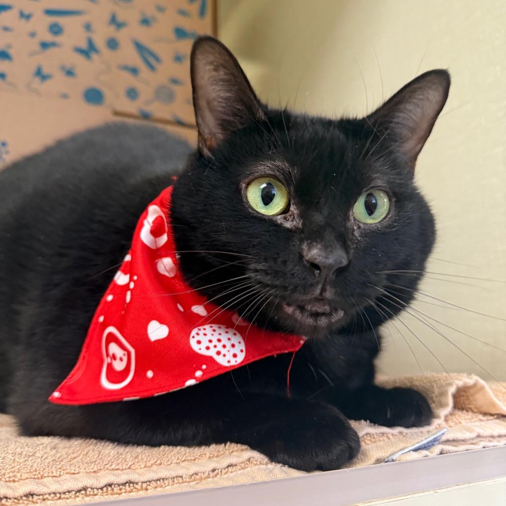 Raven (Petco), Adoptable, Adult Female Domestic Short Hair.