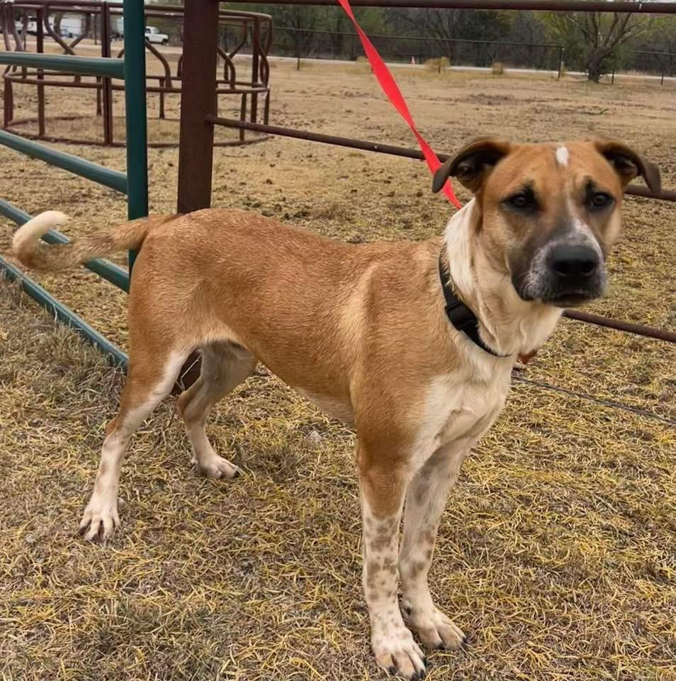 Enlarge Rocky, a Adoptable mixed breed in North Syracuse, NY image 1/1