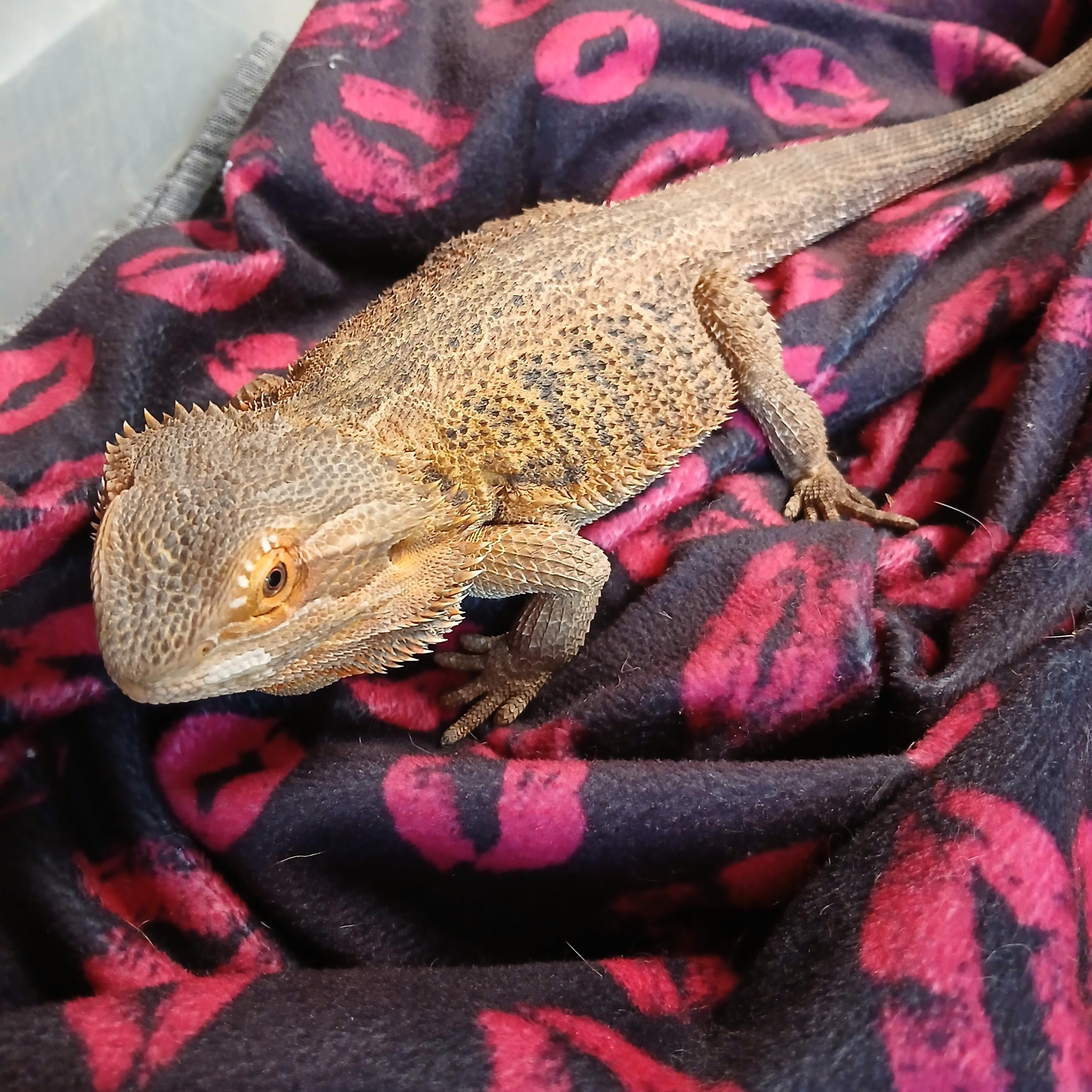 Obi, adopted, Adult Male Bearded Dragon.