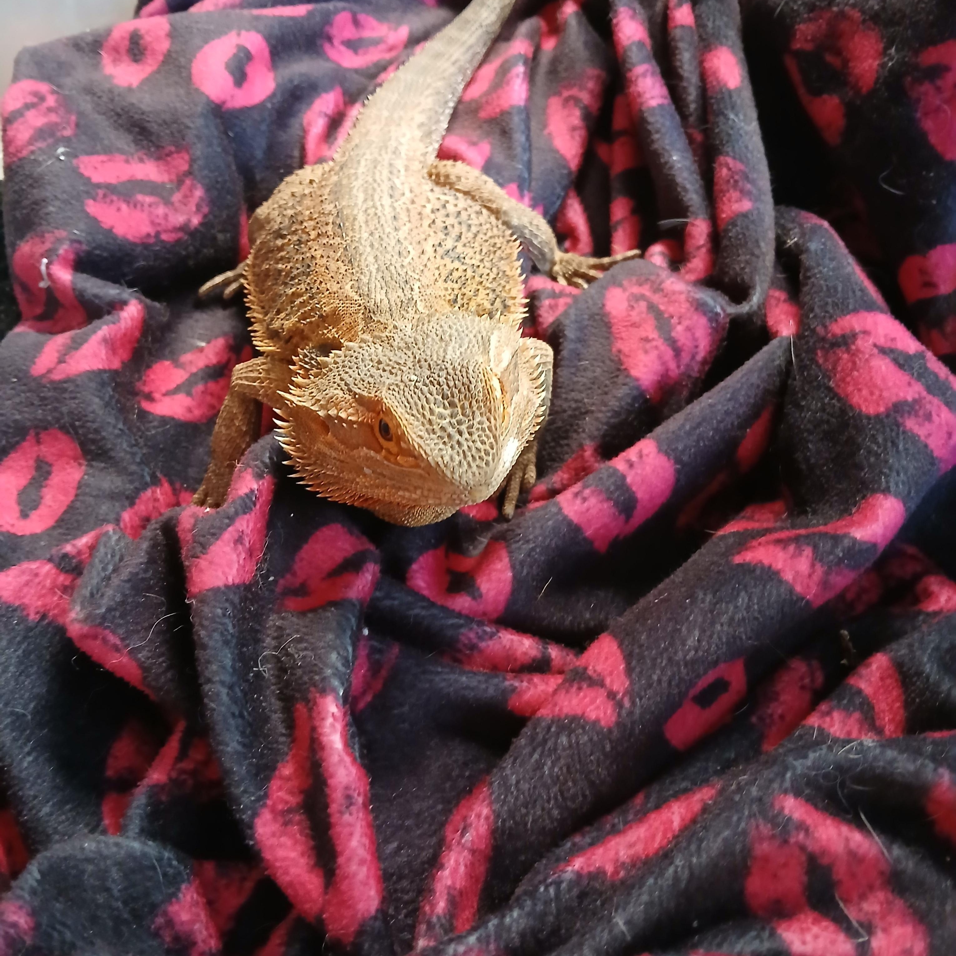 Obi, an adopted Bearded Dragon in Dearborn, MO image 2/3