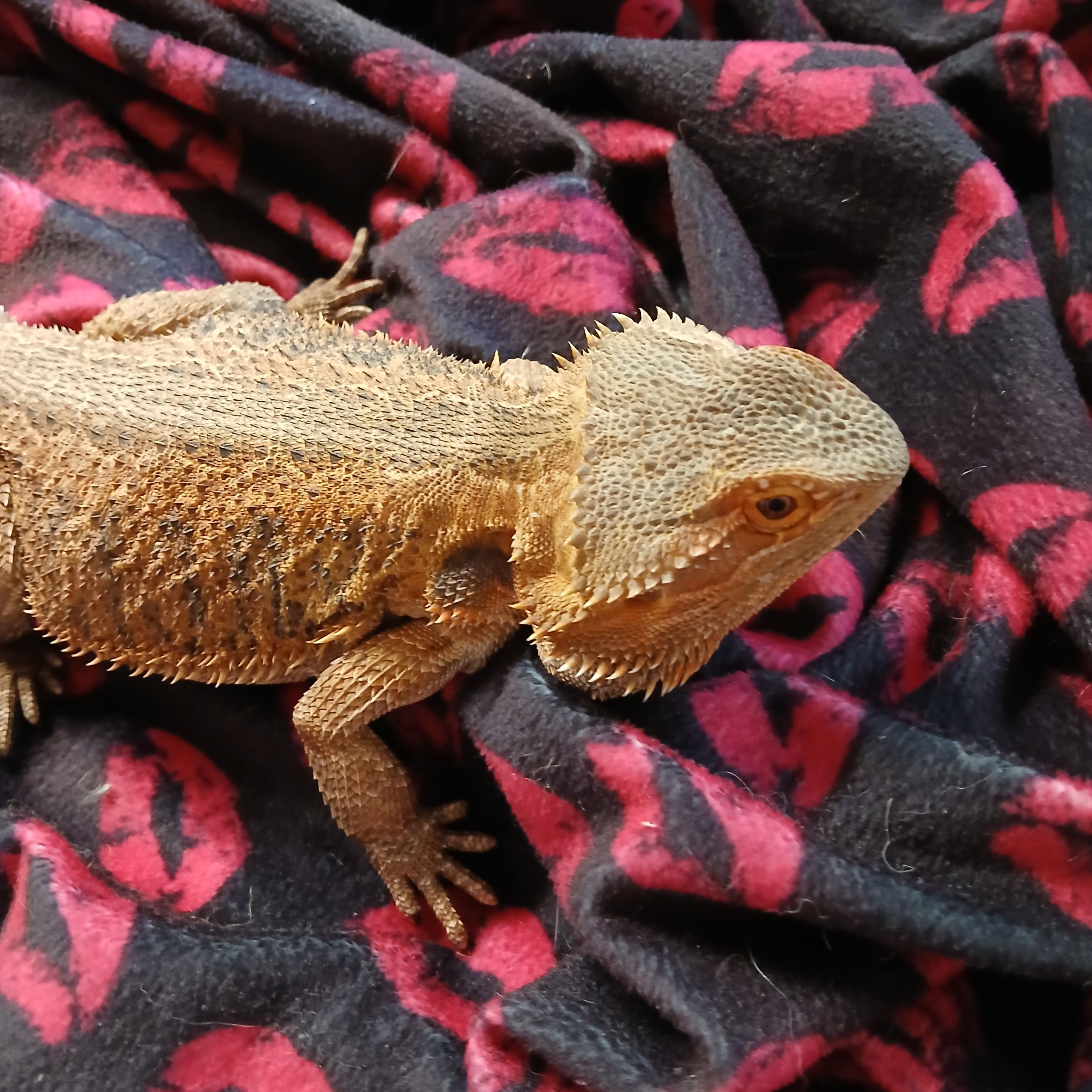 Obi, an adopted Bearded Dragon in Dearborn, MO image 3/3