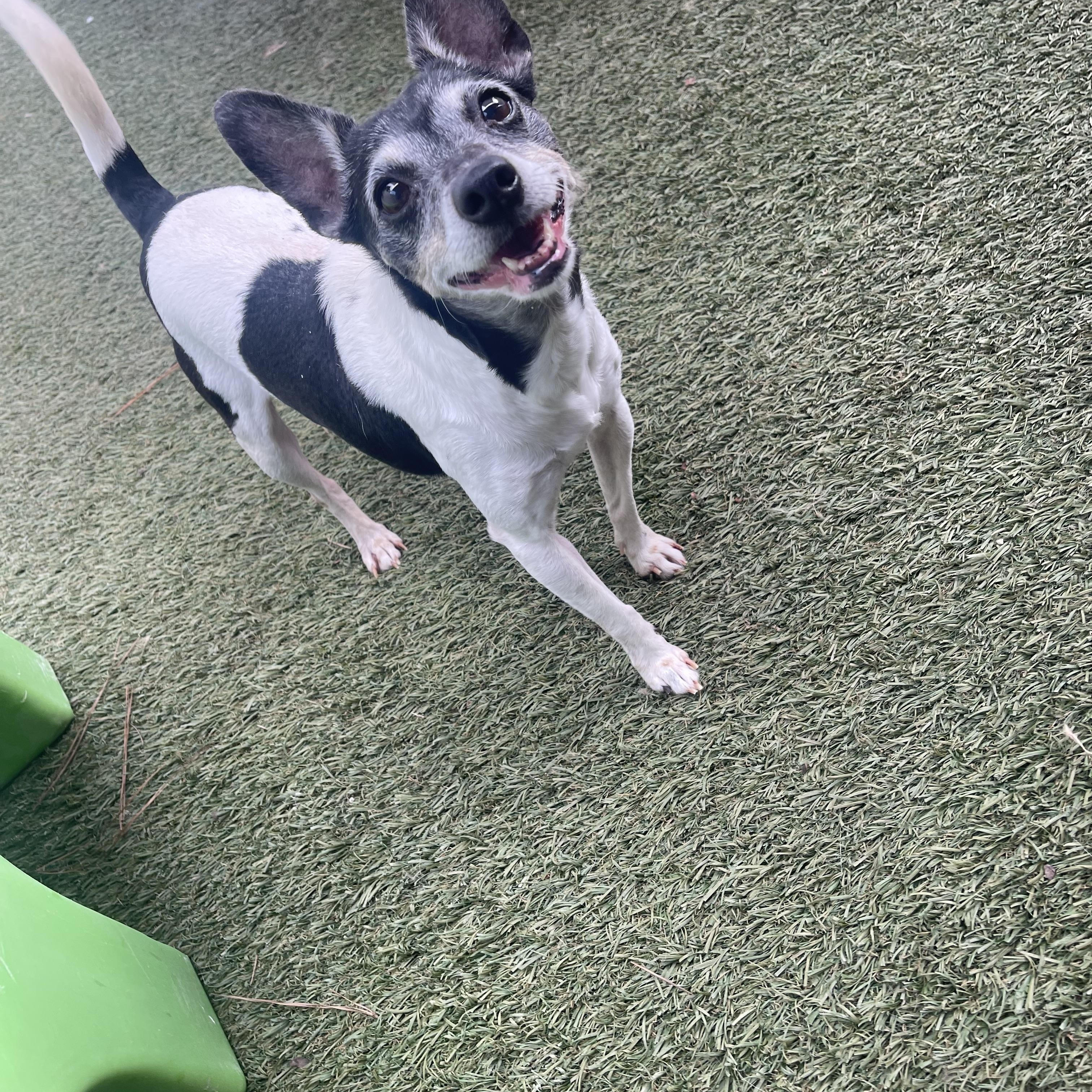 Baela, Adoptable, Adult Female Chihuahua & Rat Terrier.