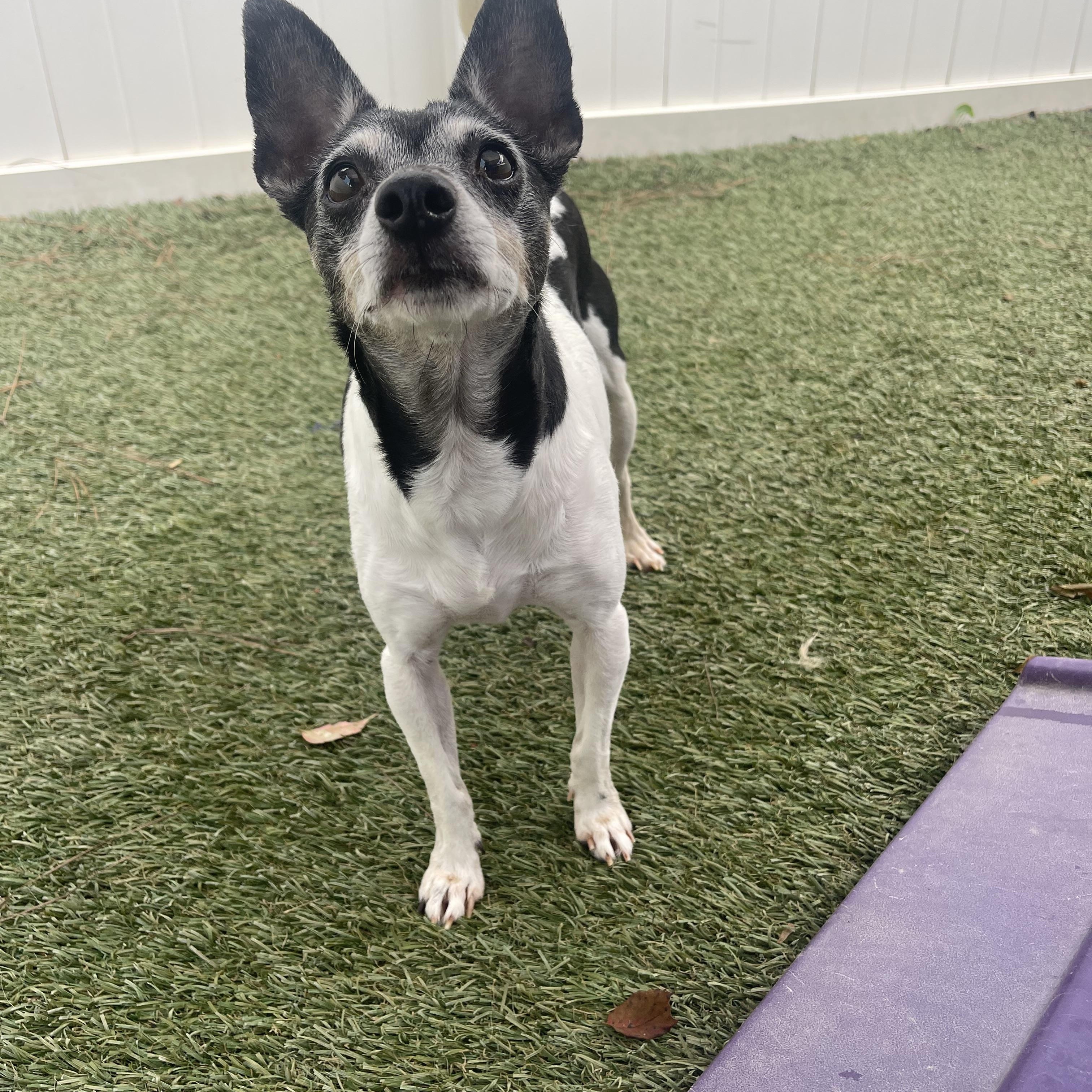 Enlarge Baela, a Adoptable mixed breed in Baton Rouge, LA image 3/6