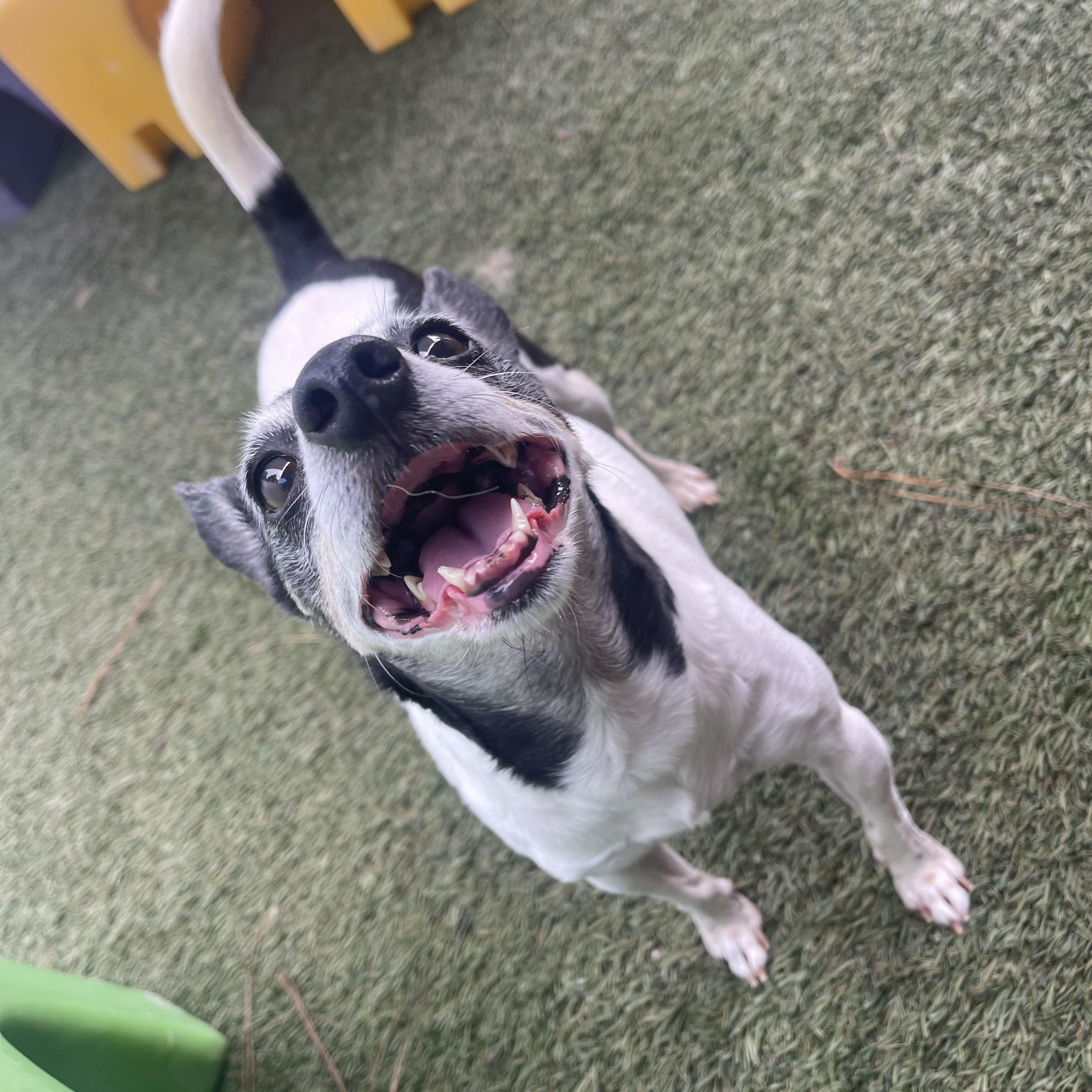 Enlarge Baela, a Adoptable mixed breed in Baton Rouge, LA image 4/6