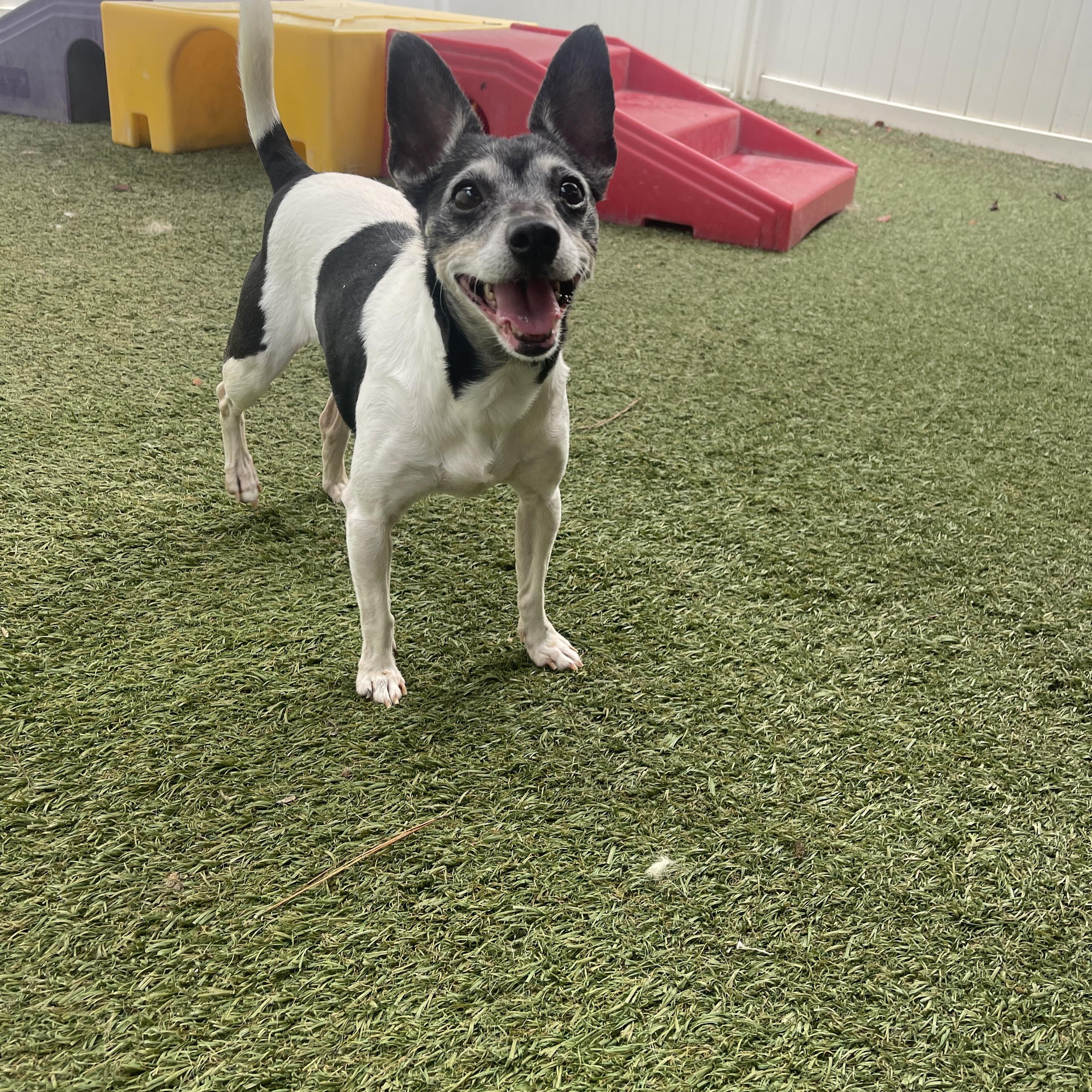 Enlarge Baela, a Adoptable mixed breed in Baton Rouge, LA image 6/6