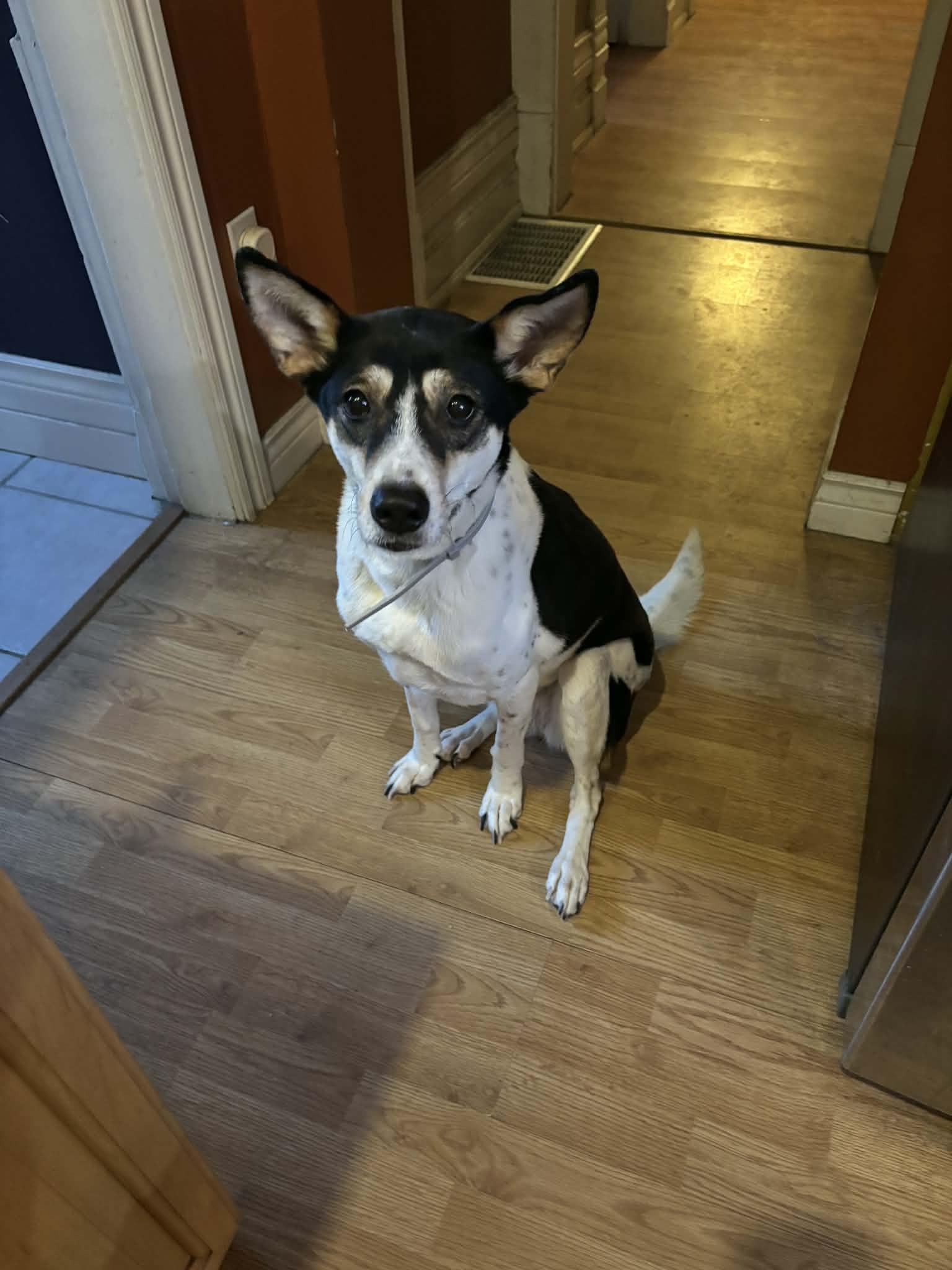 Mia (aka Yamo), Adoptable, Adult Female Belgian Shepherd / Malinois & Jack Russell Terrier.