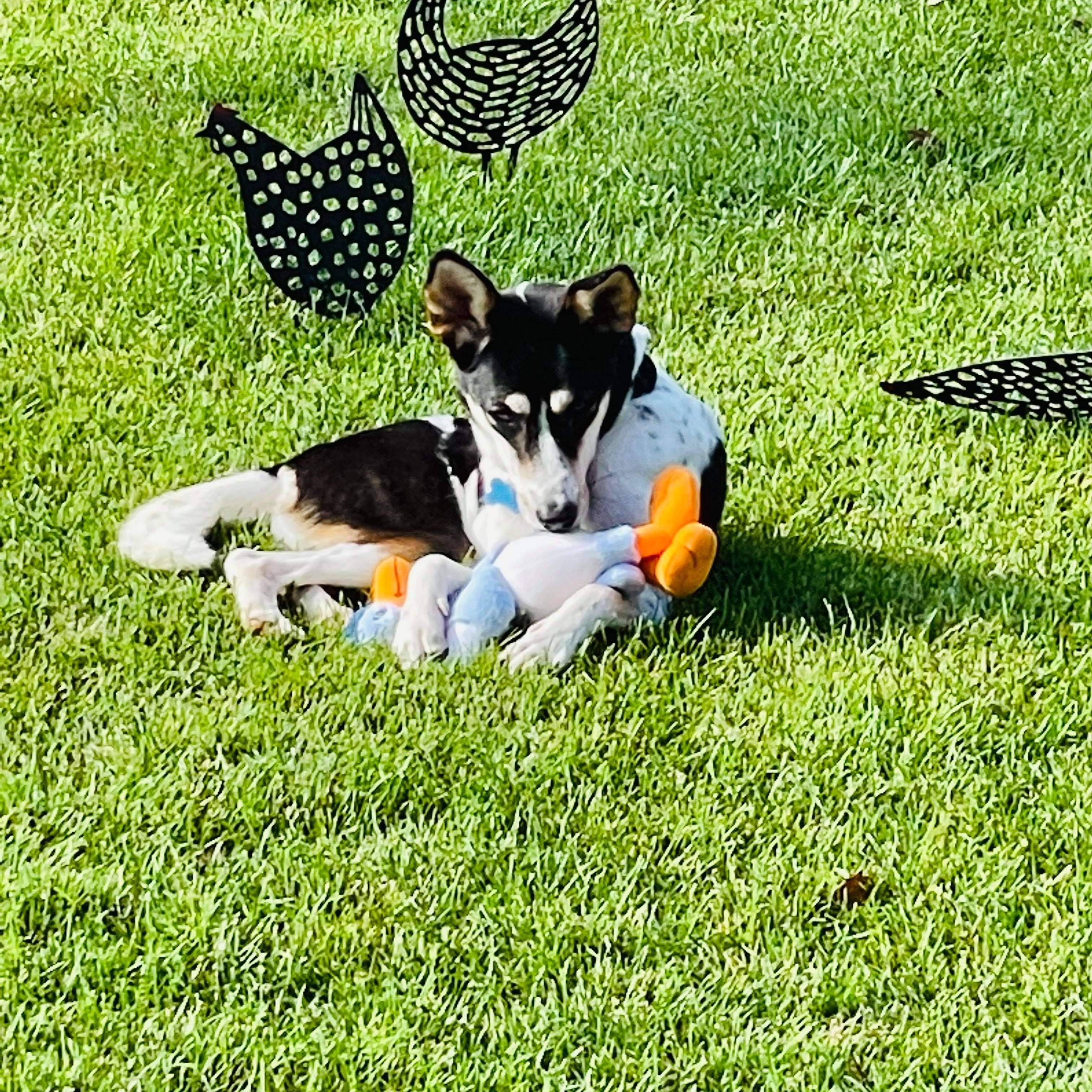 Enlarge Mia (aka Yamo), a Adoptable mixed breed in Toronto, ON image 2/5