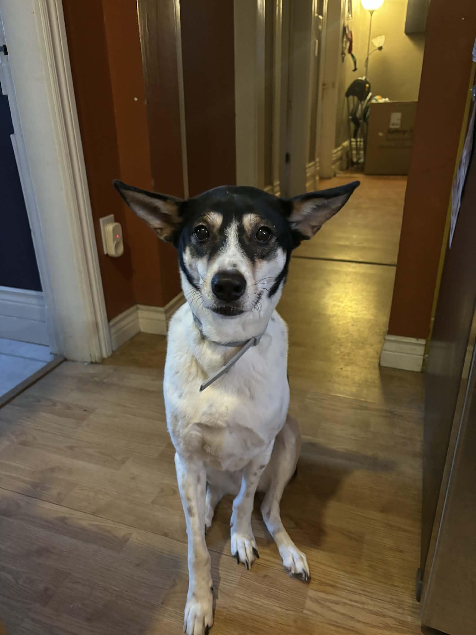 Enlarge Mia (aka Yamo), a Adoptable mixed breed in Toronto, ON image 3/5