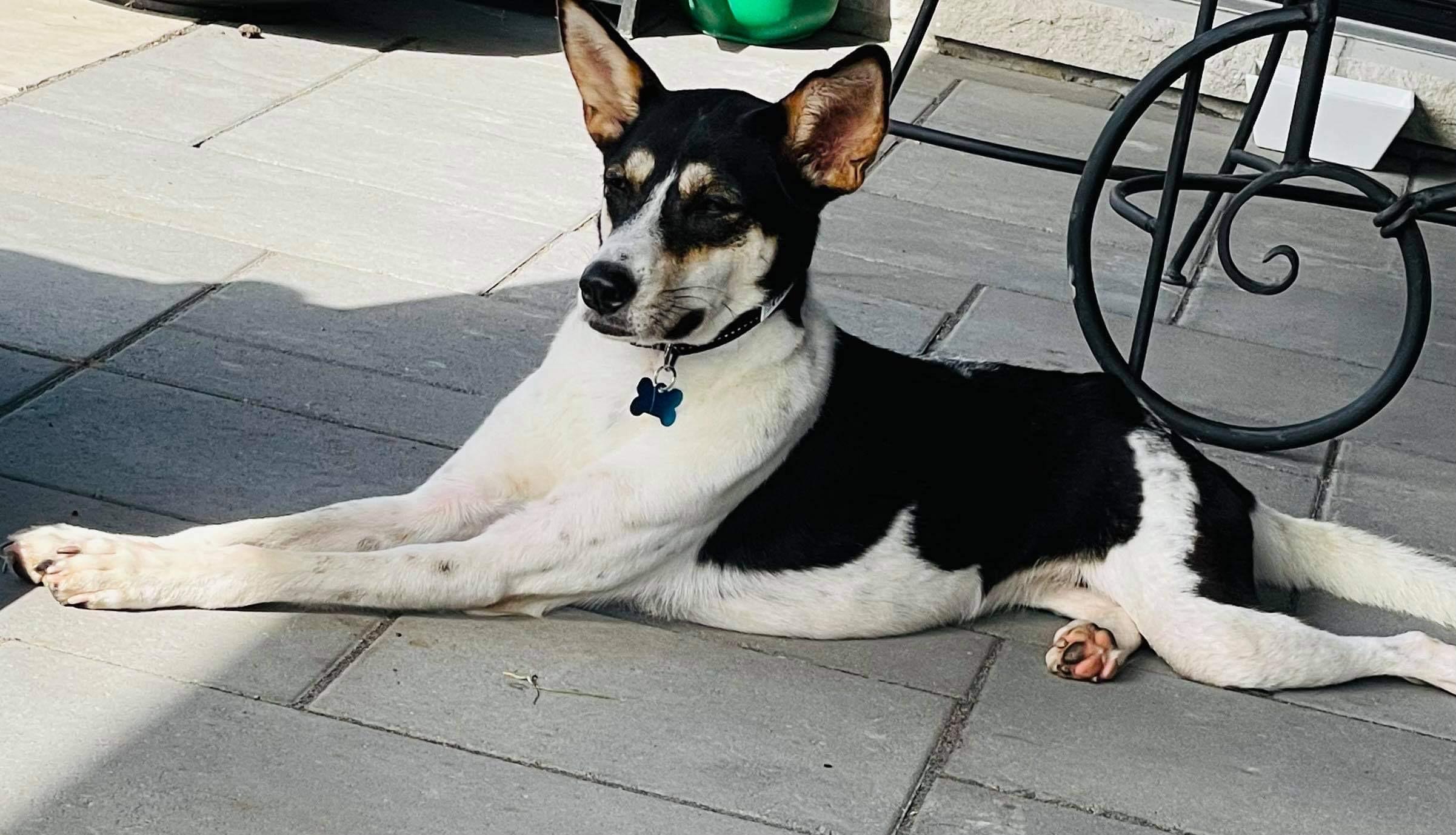 Enlarge Mia (aka Yamo), a Adoptable mixed breed in Toronto, ON image 4/5