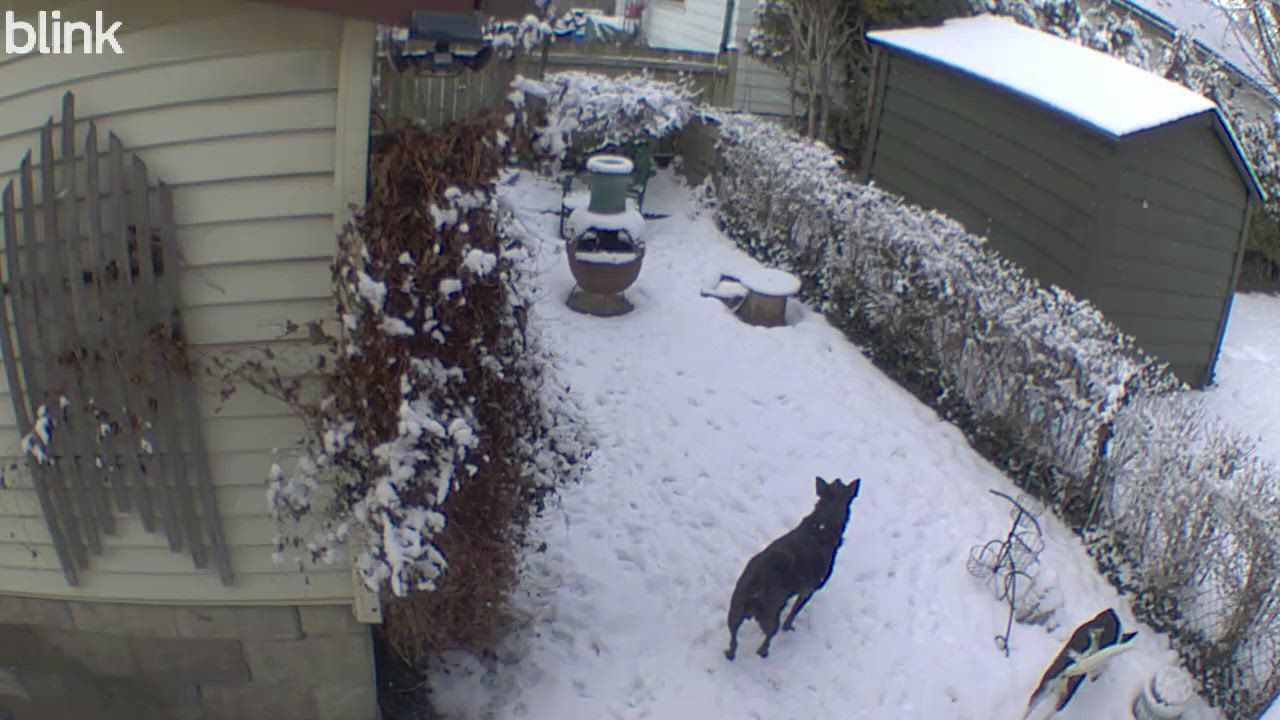 Enlarge Mia (aka Yamo), a Adoptable mixed breed in Toronto, ON video 5/5