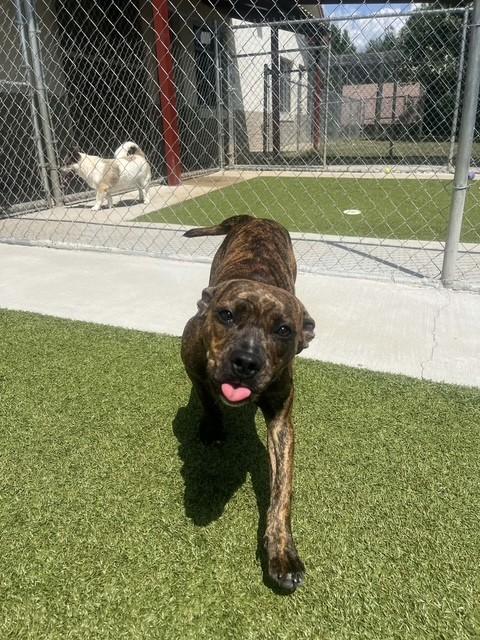 Prue, a ADOPTABLE Boxer in Fayetteville, AR image 2/4