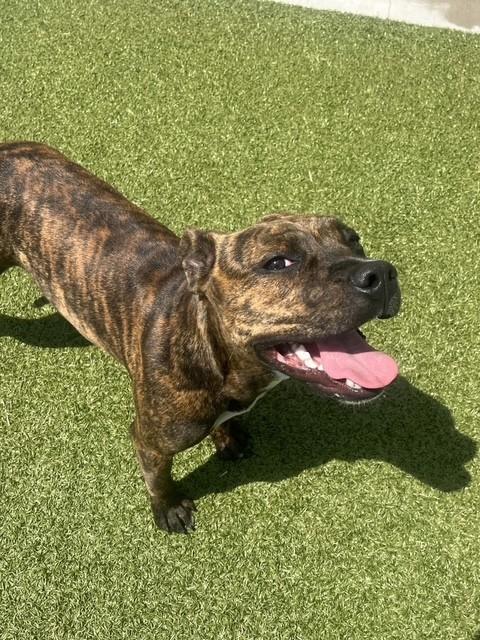 Prue, a ADOPTABLE Boxer in Fayetteville, AR image 3/4
