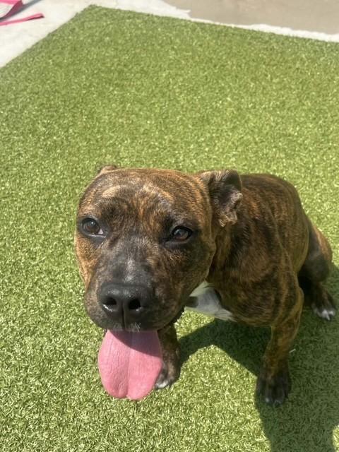 Prue, ADOPTABLE, Young Female Boxer.