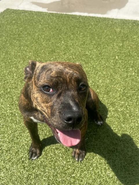 Prue, a ADOPTABLE Boxer in Fayetteville, AR image 4/4