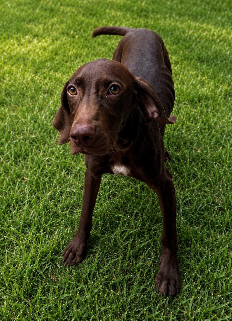 Enlarge Pickles, a Adoptable mixed breed in North Syracuse, NY image 1/1
