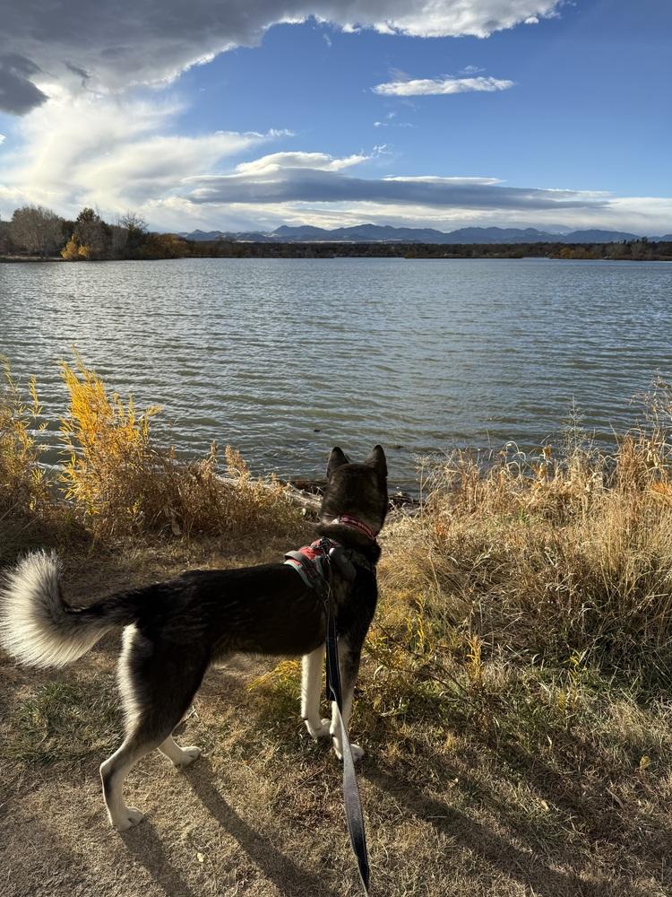 Enlarge Luka from Wortham, a Adoptable Husky in Denver, CO image 1/6