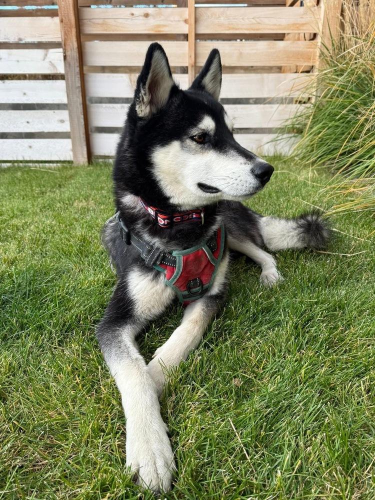 Enlarge Luka from Wortham, a Adoptable Husky in Denver, CO image 2/6