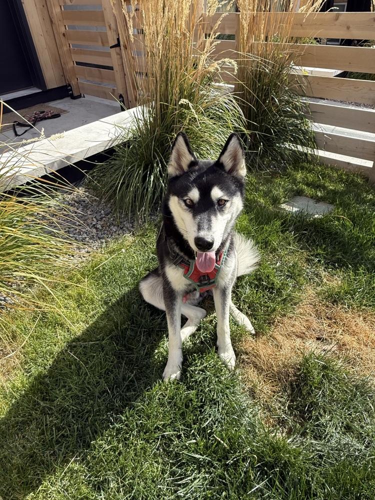 Enlarge Luka from Wortham, a Adoptable Husky in Denver, CO image 3/6