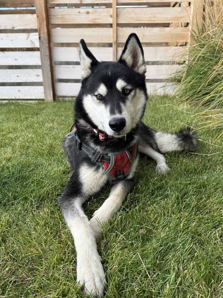 Enlarge Luka from Wortham, a Adoptable Husky in Denver, CO image 4/6