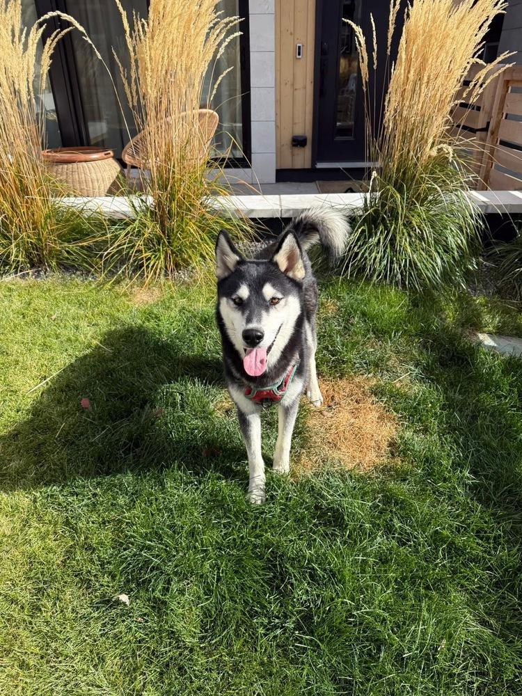 Enlarge Luka from Wortham, a Adoptable Husky in Denver, CO image 5/6