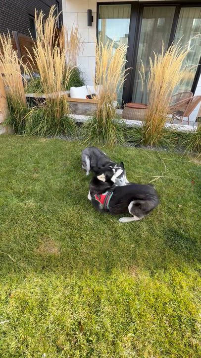 Enlarge Luka from Wortham, a Adoptable Husky in Denver, CO video 6/6