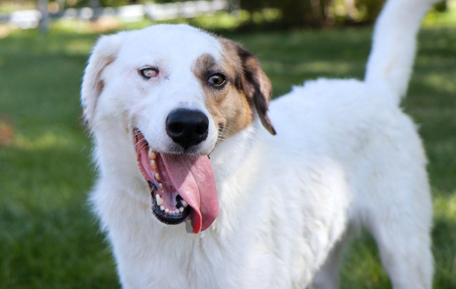 Enlarge Mango, a Adoptable mixed breed in Kansas City, MO image 1/3