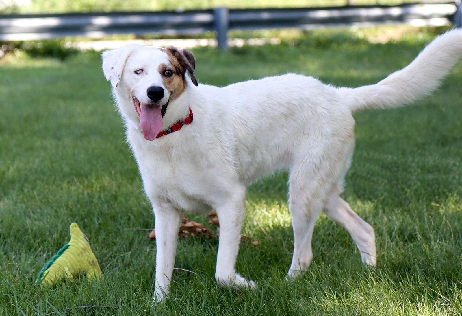 Enlarge Mango, a Adoptable mixed breed in Kansas City, MO image 2/3
