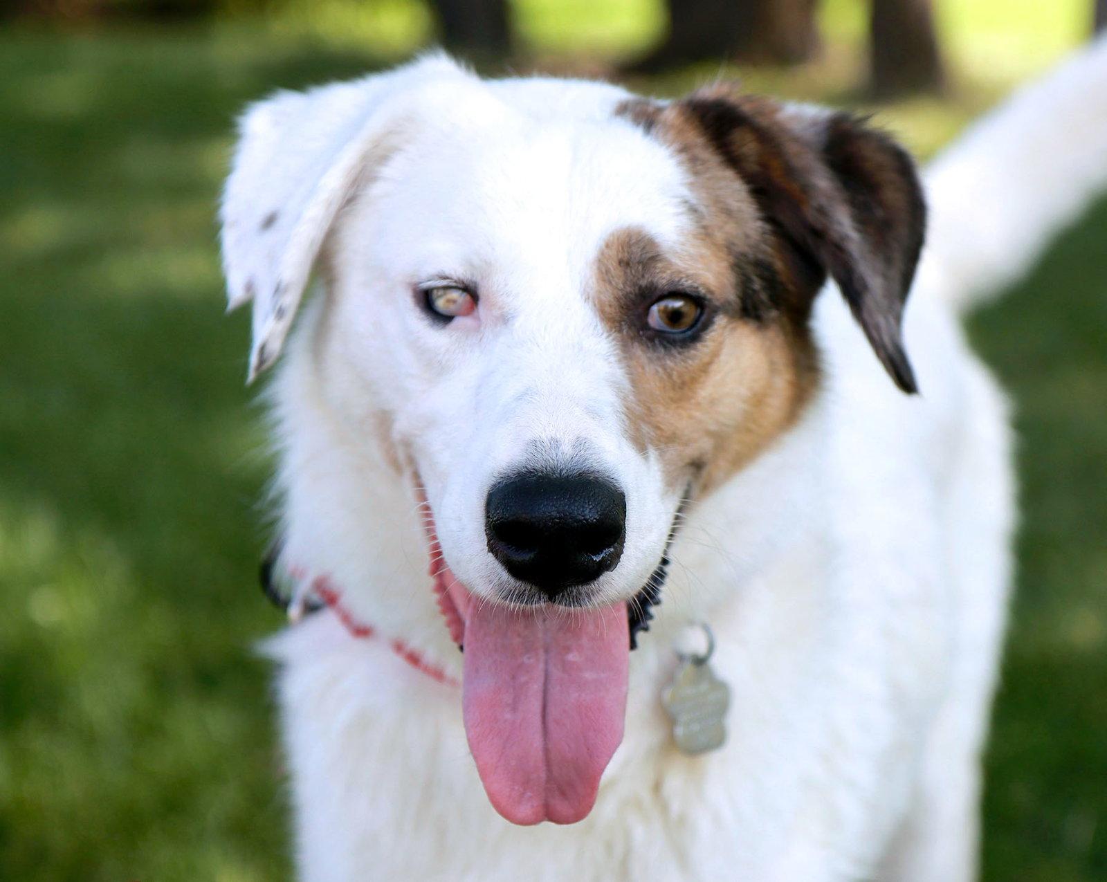 Enlarge Mango, a Adoptable mixed breed in Kansas City, MO image 3/3