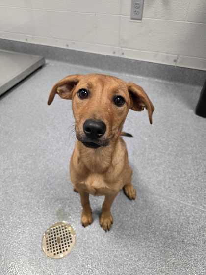 Enlarge Rosita, a Adoptable mixed breed in Sevierville, TN image 1/1