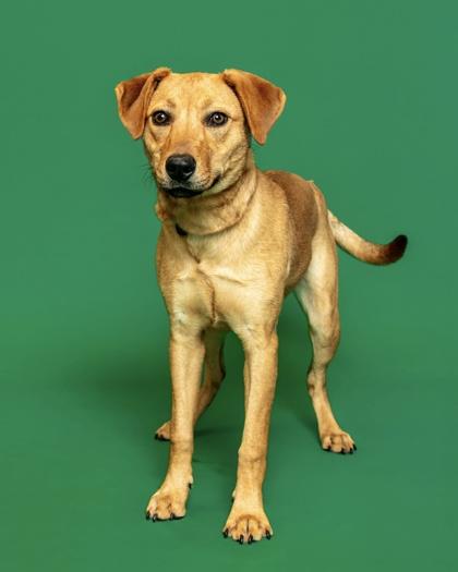 Rosita, Adoptable, Young Female Yellow Labrador Retriever.
