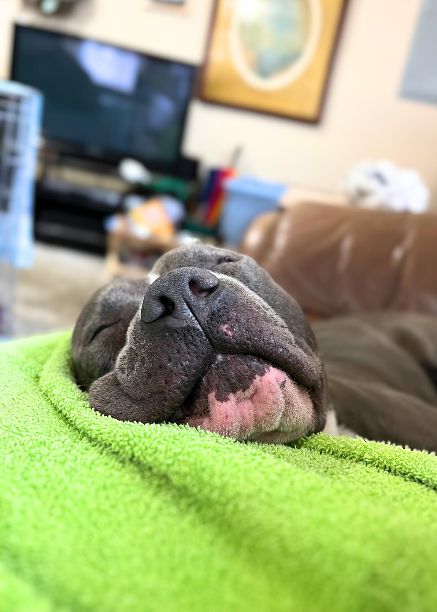 Clark, a Adoptable American Staffordshire Terrier in Columbia, TN image 4/6