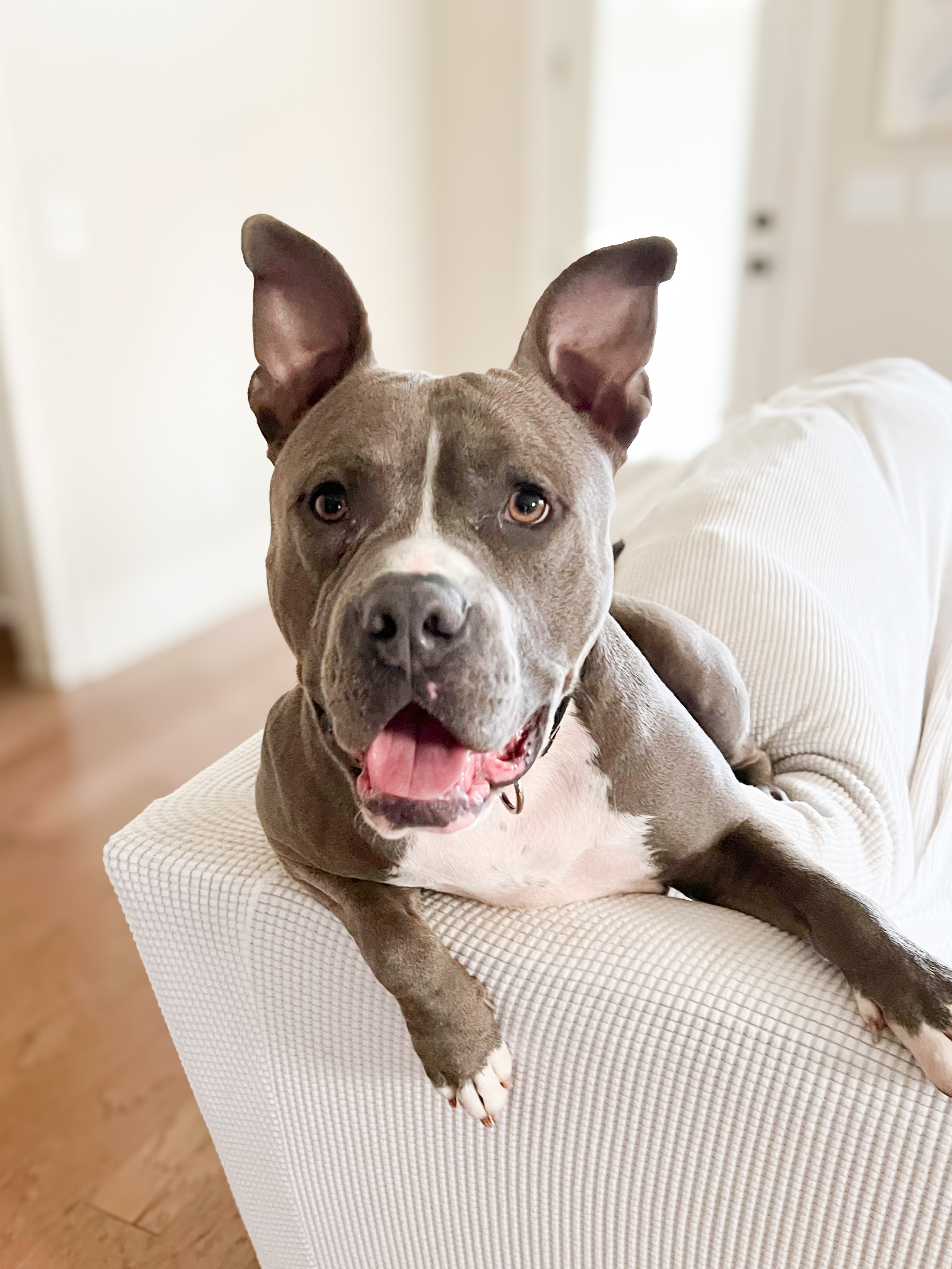 Clark, a Adoptable American Staffordshire Terrier in Columbia, TN image 6/6