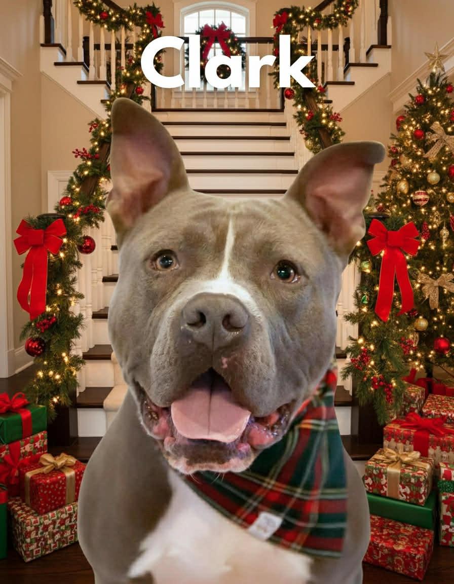 Clark, a Adoptable American Staffordshire Terrier in Columbia, TN image 1/6