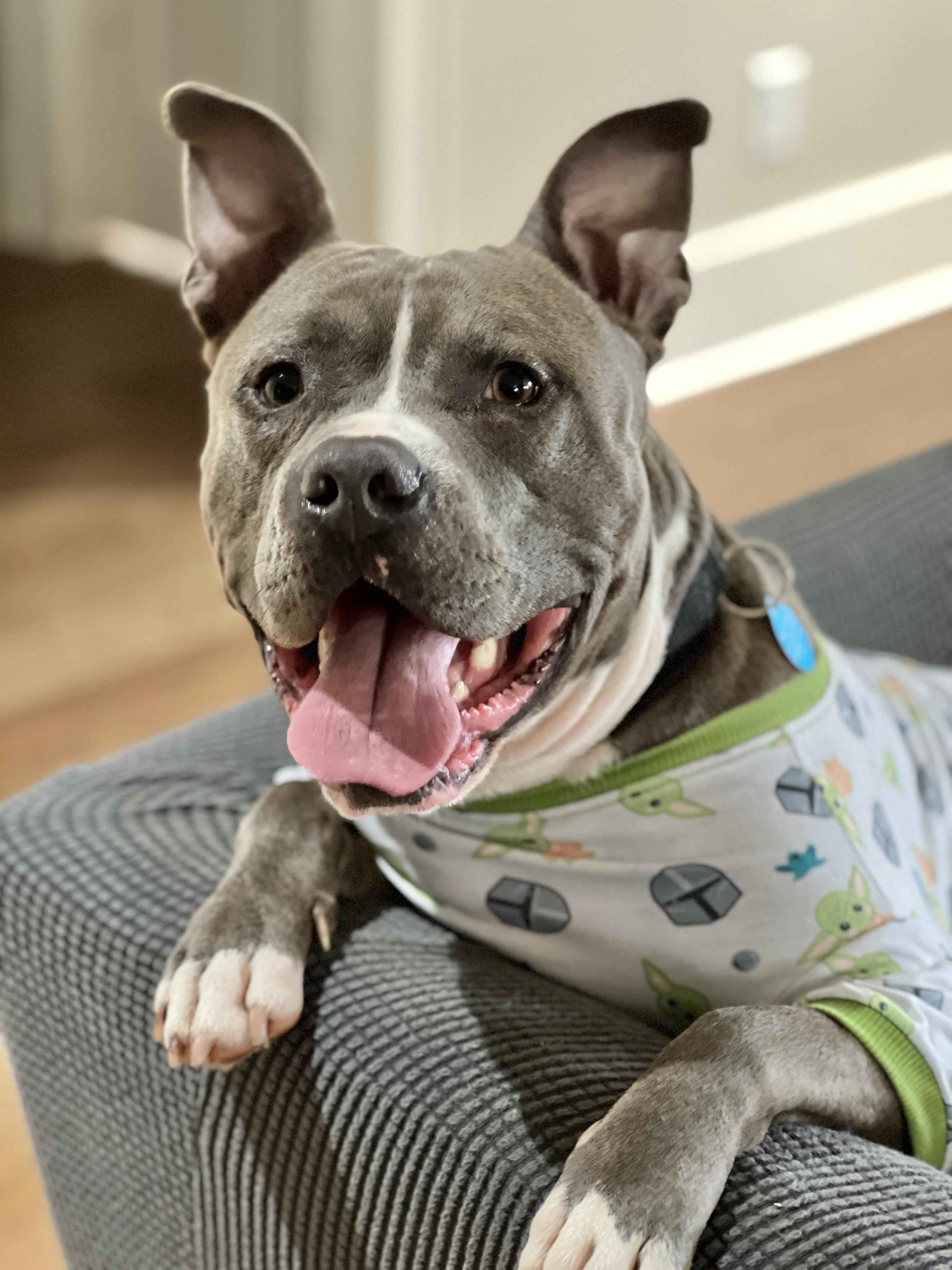 Clark, a Adoptable American Staffordshire Terrier in Columbia, TN image 2/6