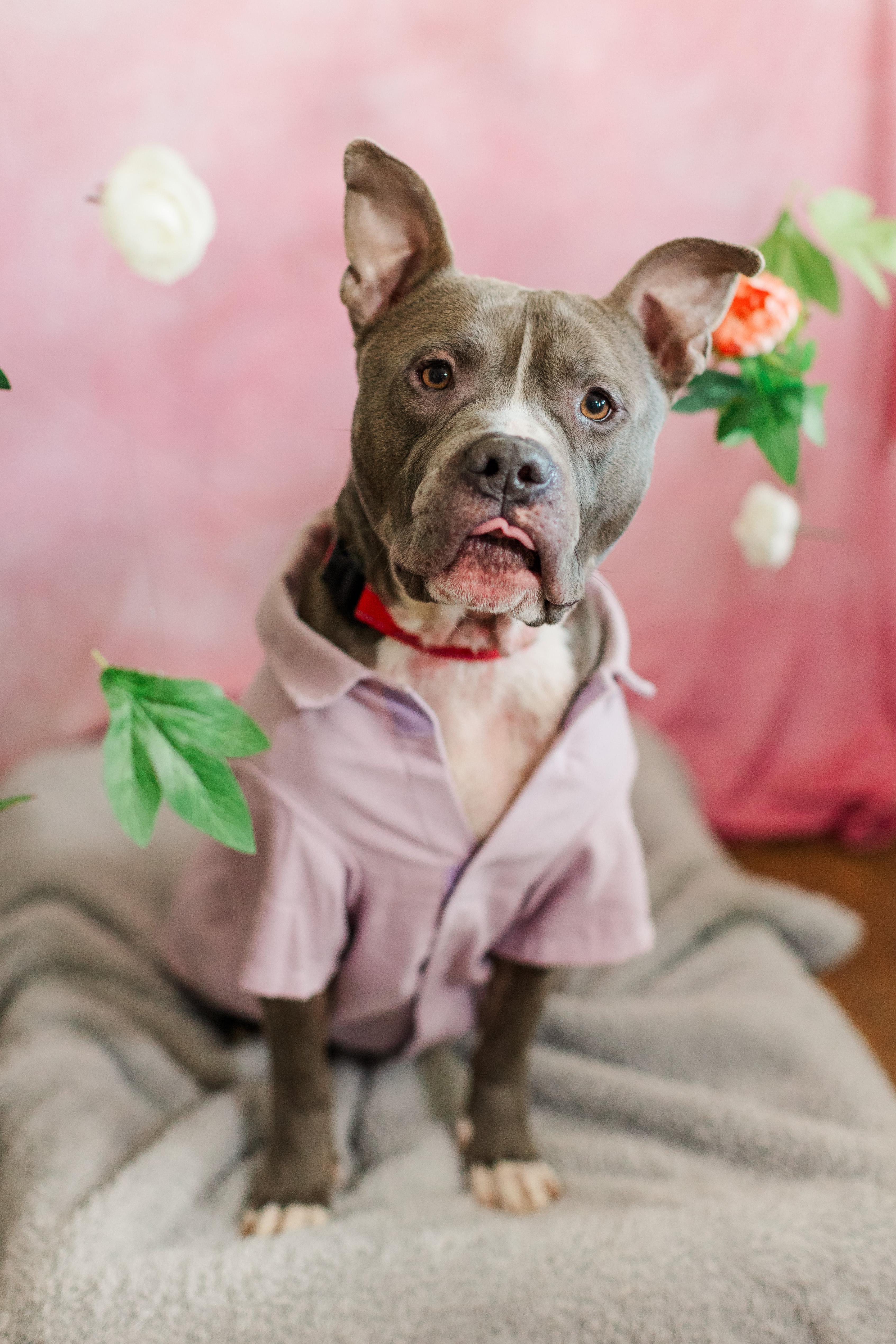 Clark, a Adoptable American Staffordshire Terrier in Columbia, TN image 3/6