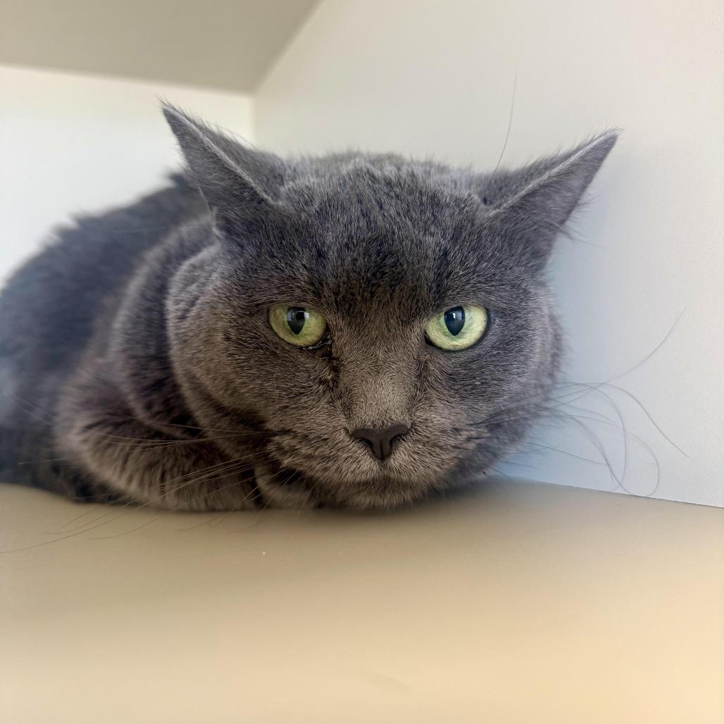Noel, Adoptable, Senior Female Domestic Short Hair.