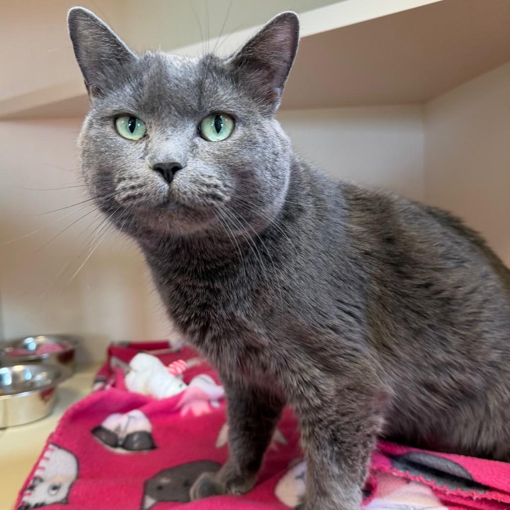 Noel, a Adoptable Domestic Short Hair in Cody, WY image 2/3