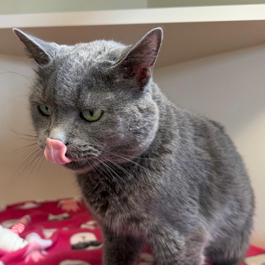 Noel, a Adoptable Domestic Short Hair in Cody, WY image 3/3