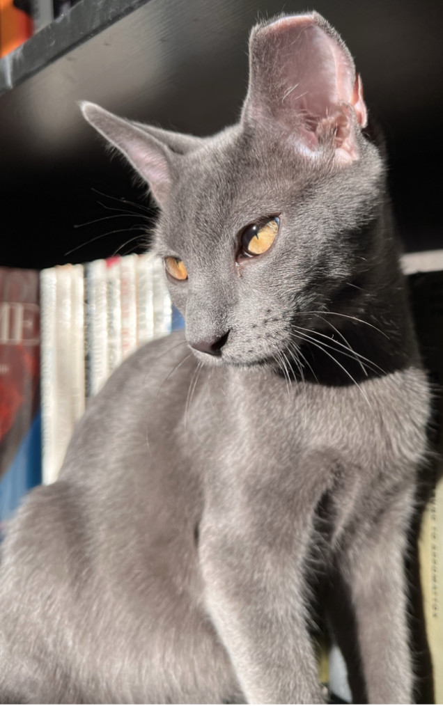 Walter, Adopted, Young Male Russian Blue & Domestic Short Hair.