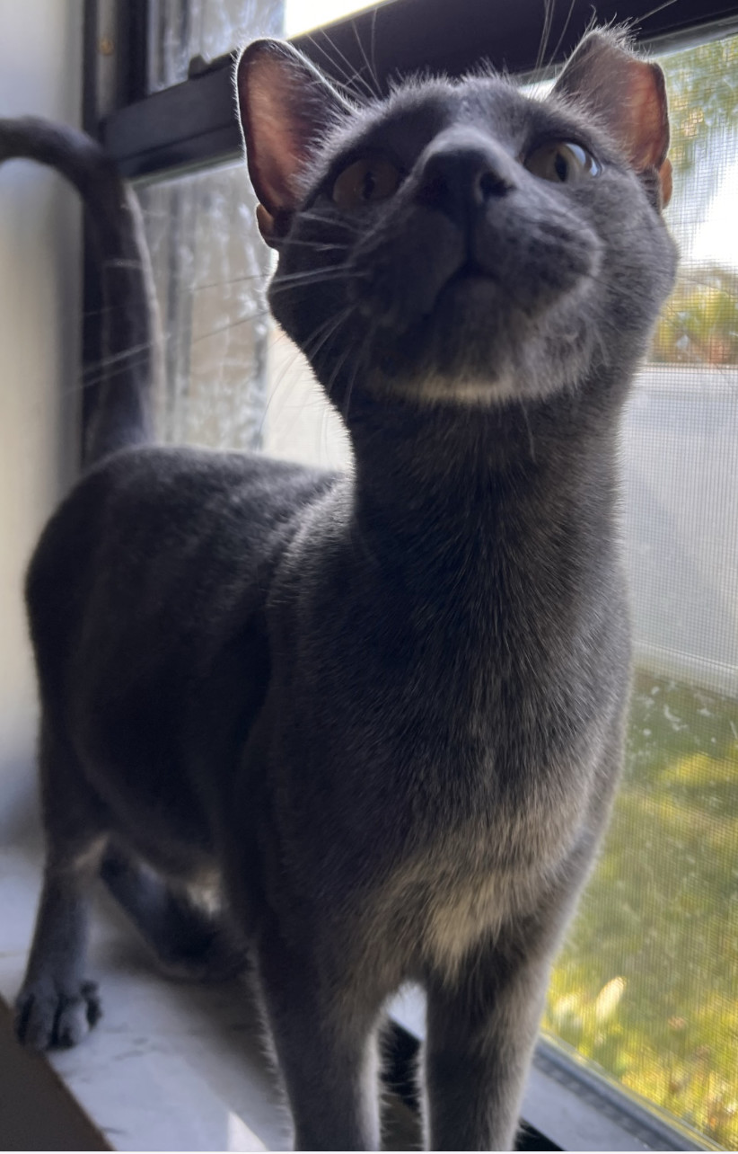 Enlarge Walter, a Adopted mixed breed in Kissimmee, FL image 2/5