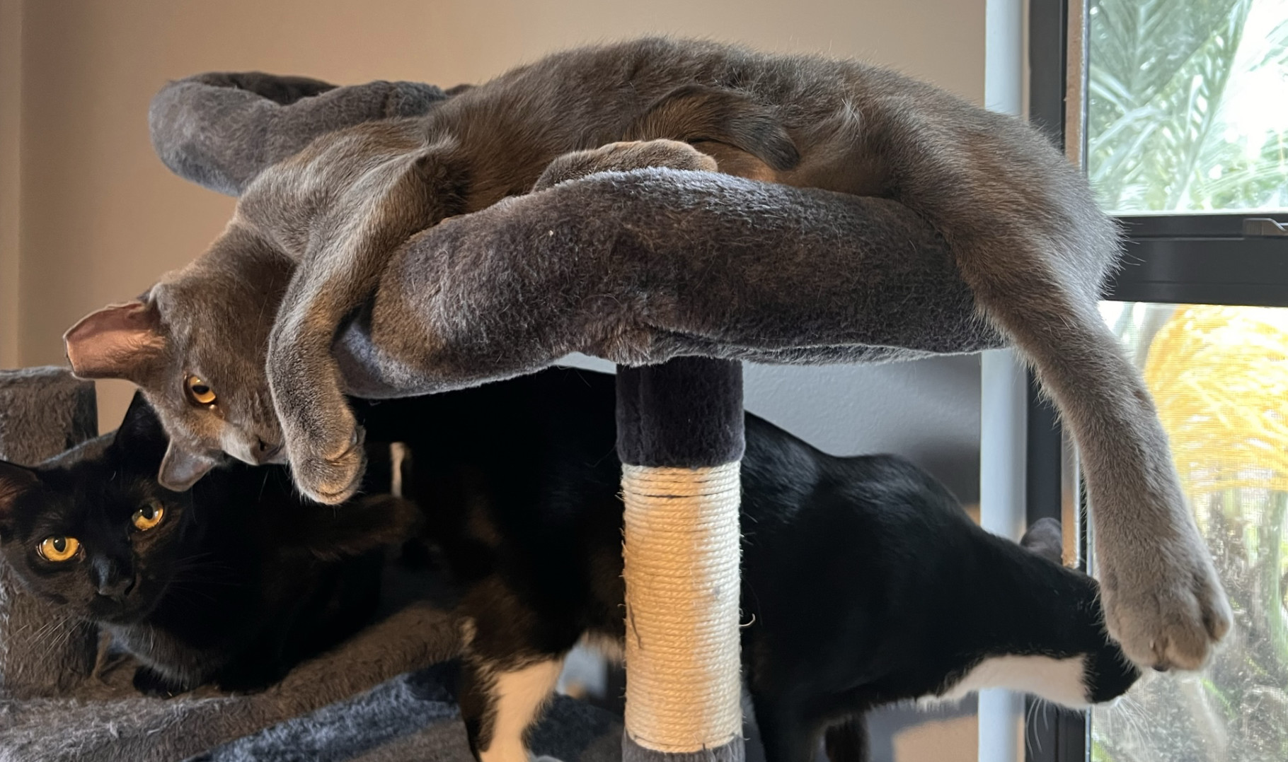 Enlarge Walter, a Adopted mixed breed in Kissimmee, FL image 4/5