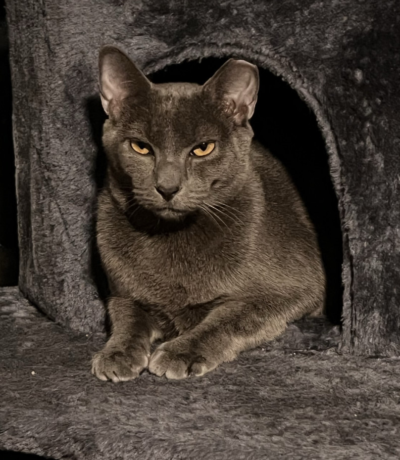 Enlarge Walter, a Adopted mixed breed in Kissimmee, FL image 5/5