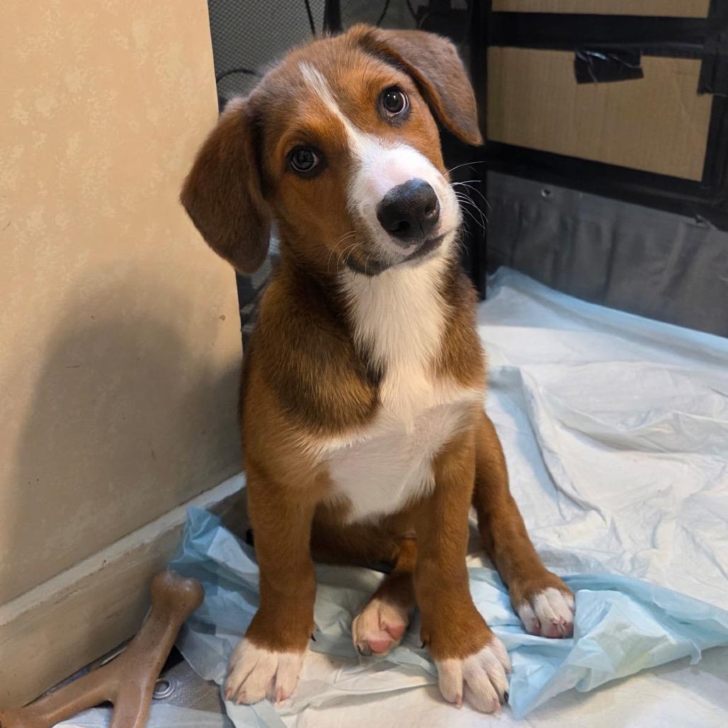 NY Jared Avail Aug 26 (MTK Hotel Mount Kisco), Adoptable, Puppy Male Mixed Breed.